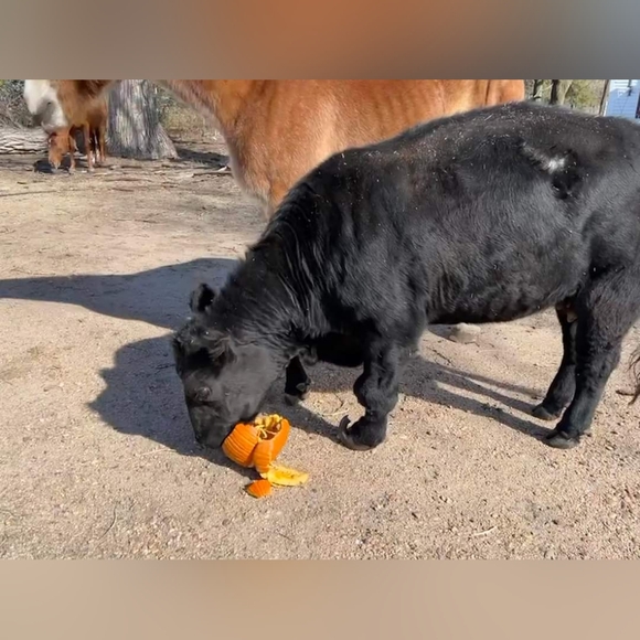 Cows cows and more cows - Picture 9 of 12